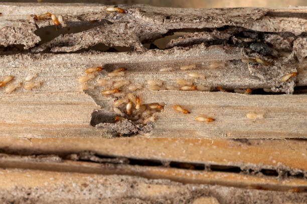 Pest Prevention Services in Sound Beach, NY